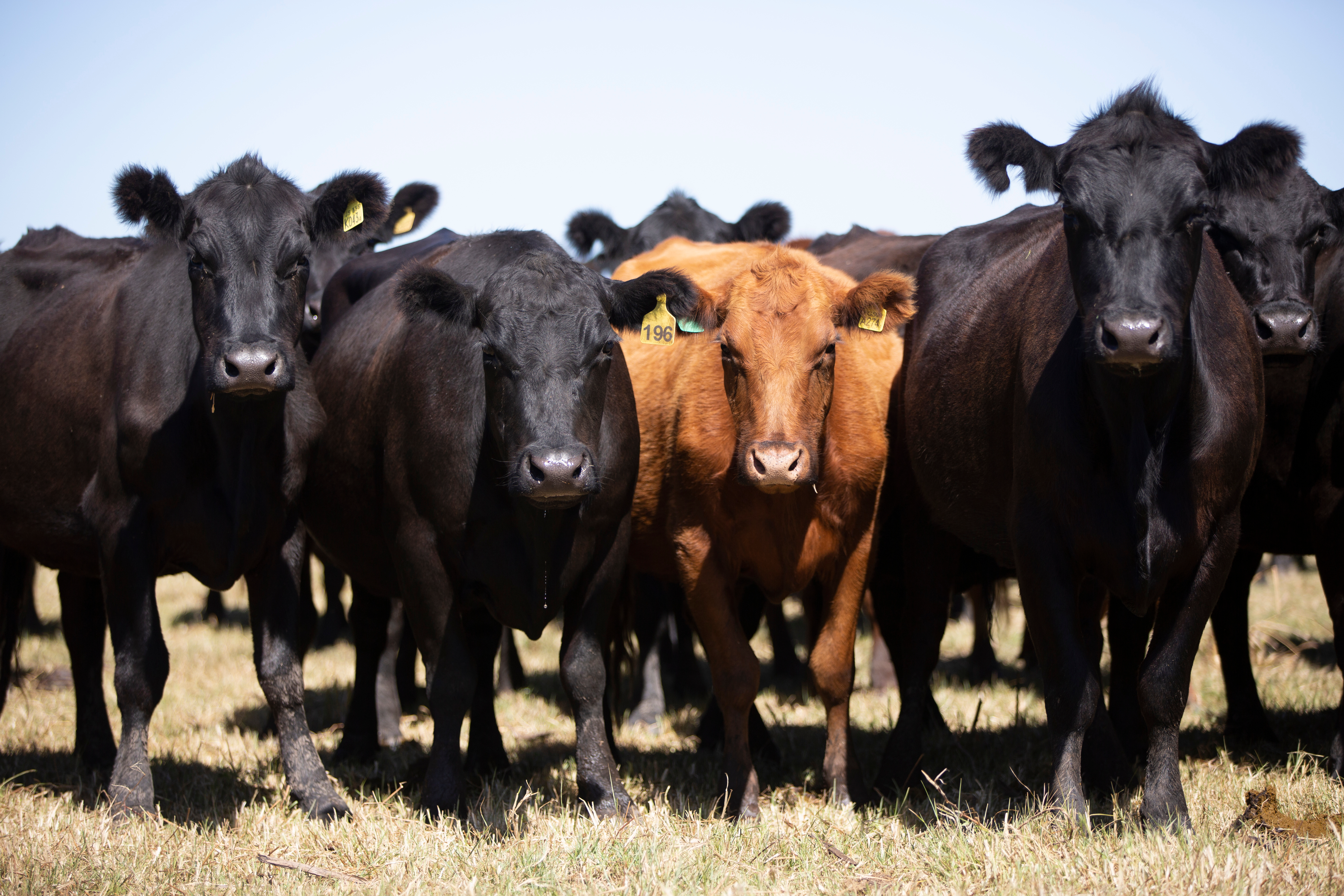 Imagen - Imagen - <p>Tres carnes, un único desafío</p>