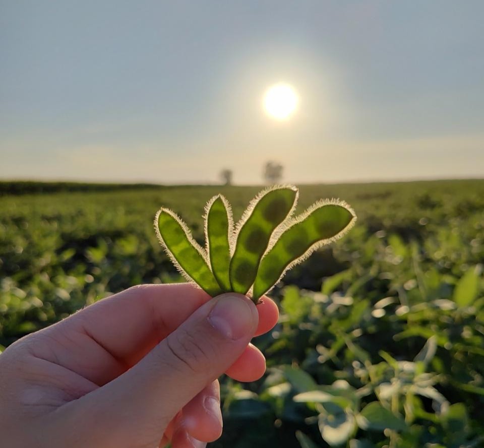 Imagen - Imagen - <p>Luces y sombras para la campaña de soja</p>