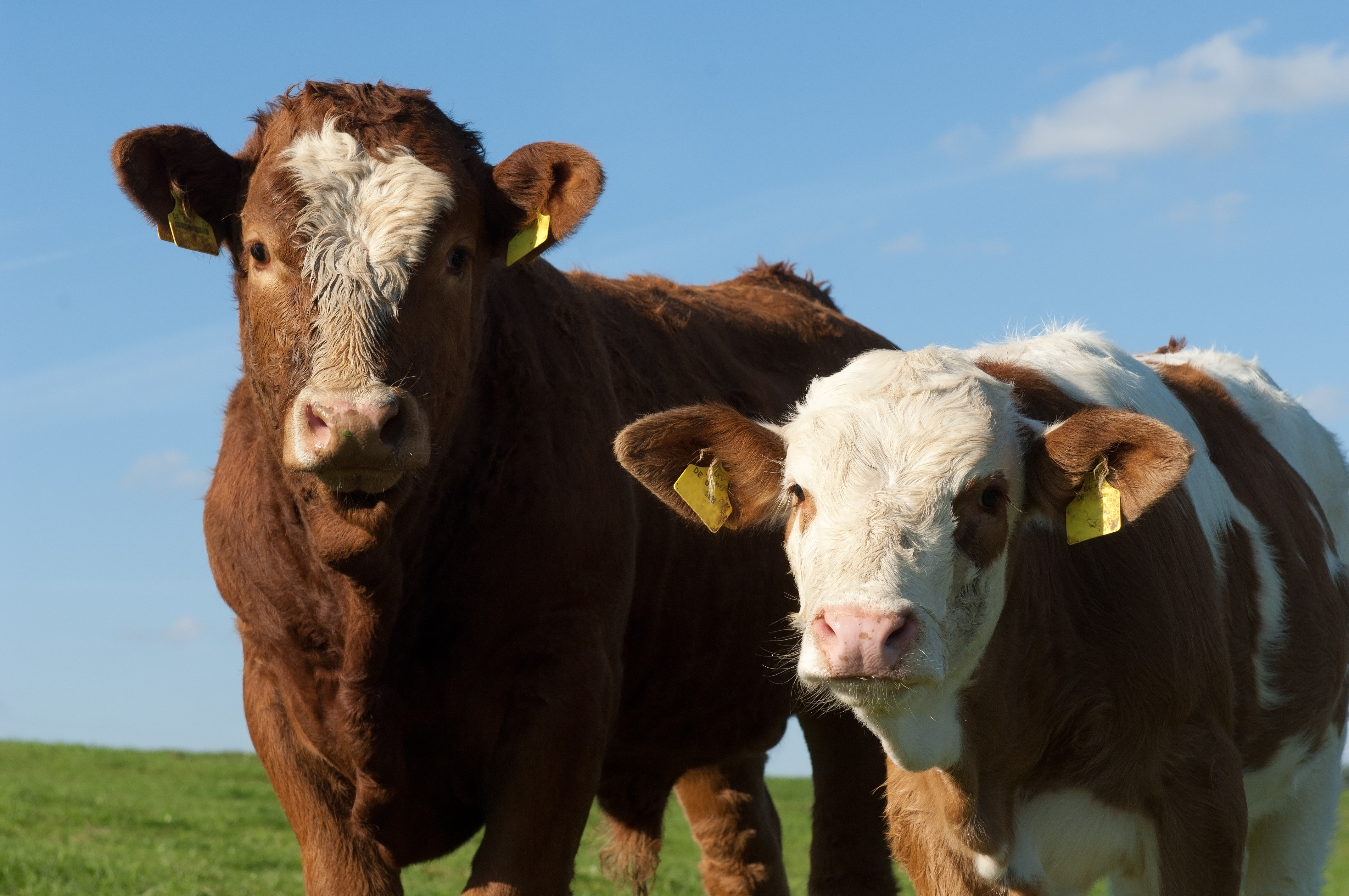 Imagen - Imagen - <p>La fórmula ganadora para producir carne con calidad de exportación</p>