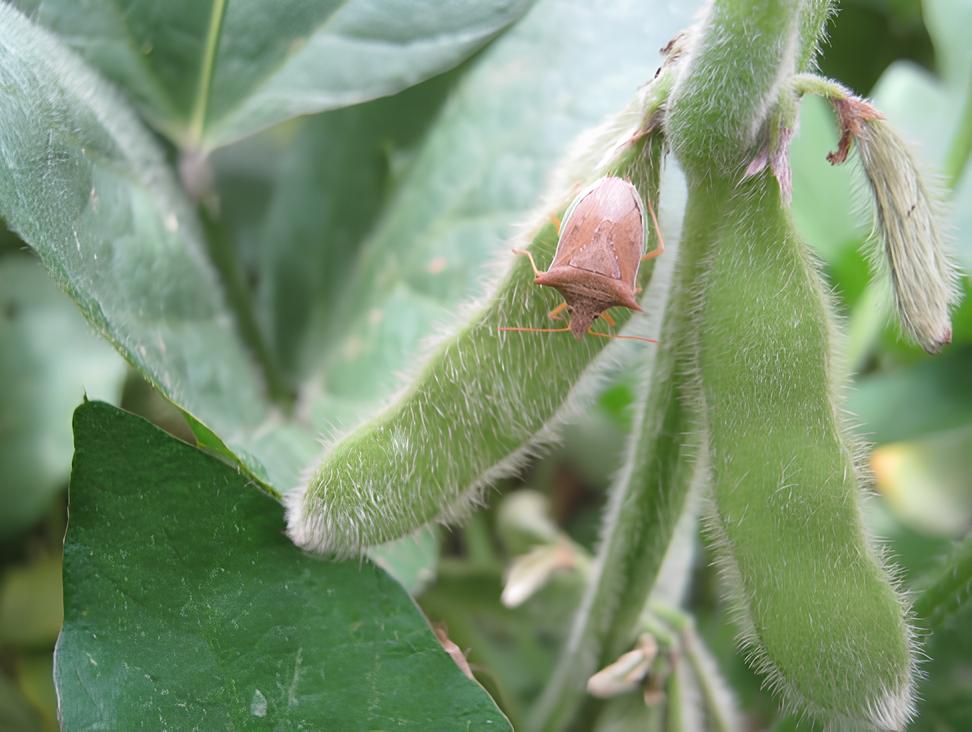 Imagen - Imagen - <p>Chinche de los cuernos: una plaga para vigilar en la siembra de maíz</p>