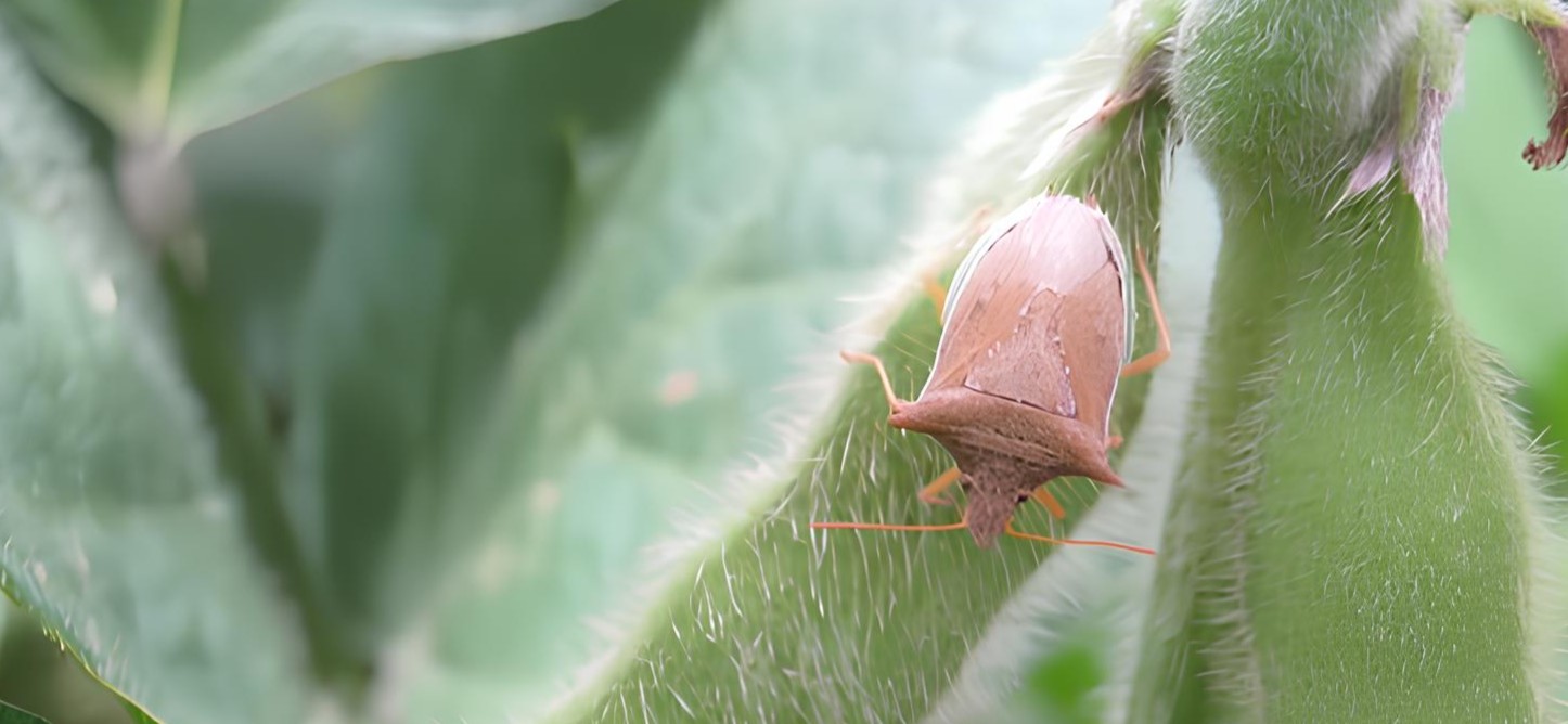 Imagen - Imagen - <p>Chinche de los cuernos: una plaga para vigilar en la siembra de maíz</p>