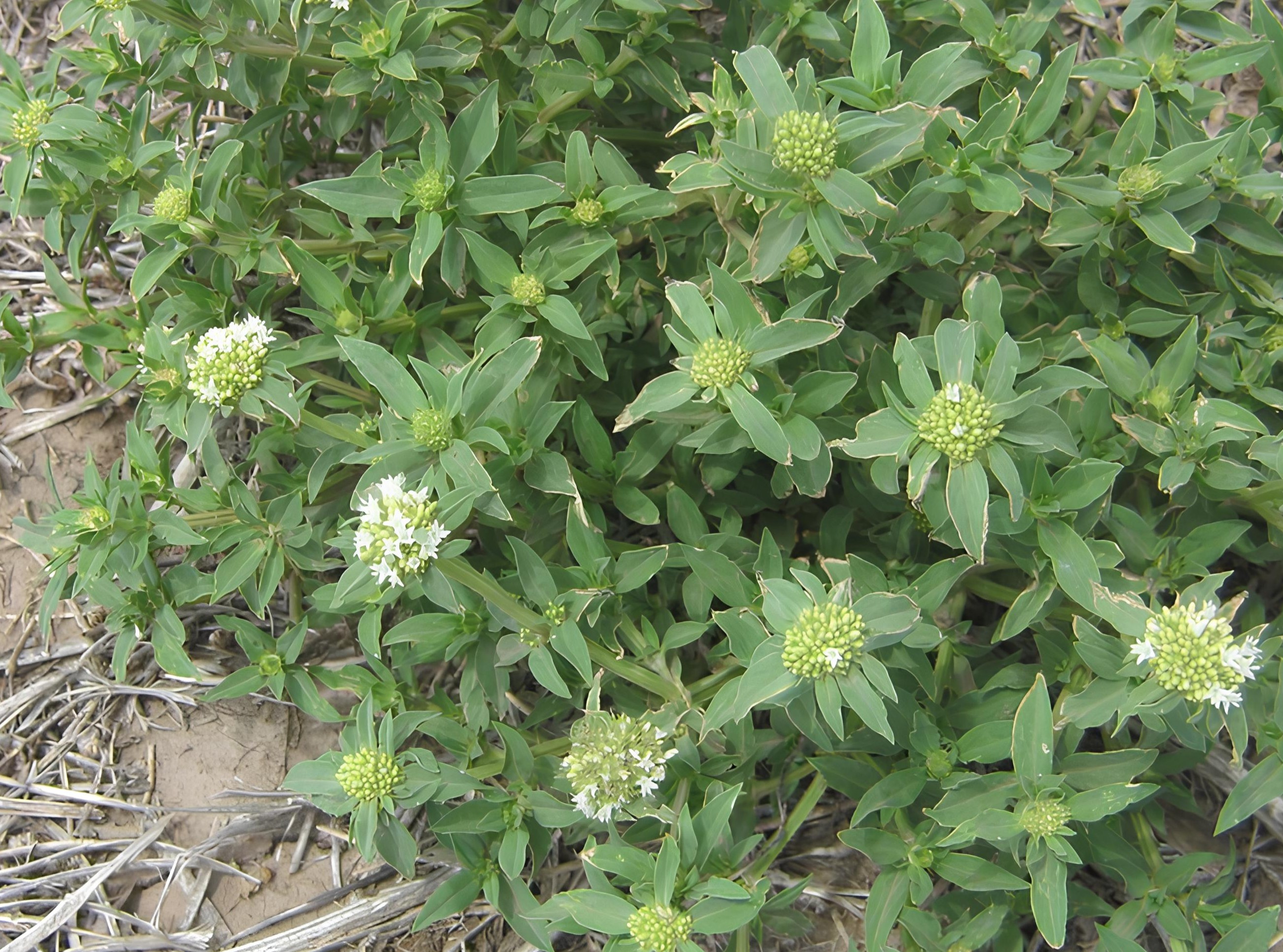 Imagen - Imagen - <p>Borrería: la maleza que preocupa al norte argentino </p>