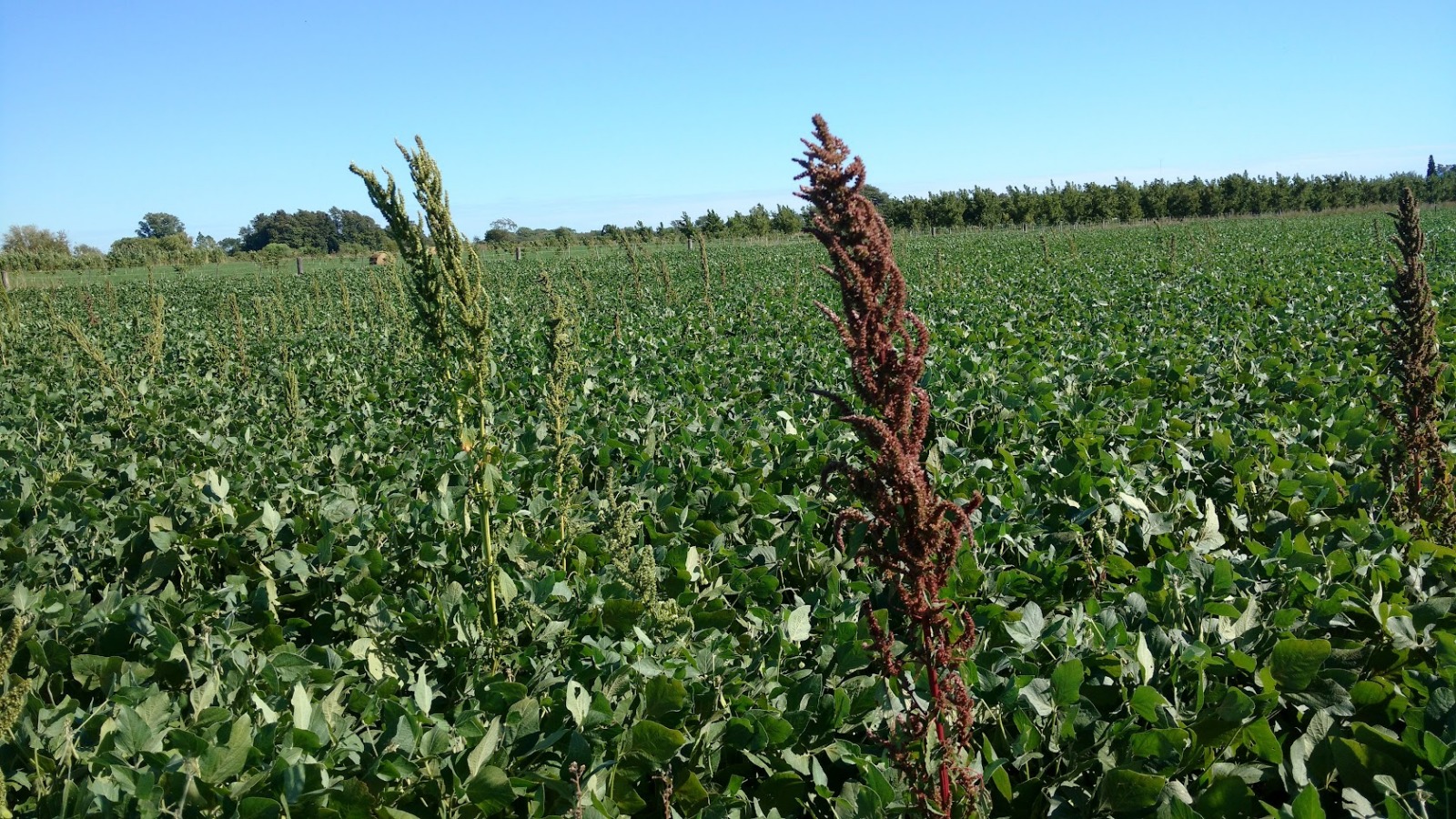 Imagen - Imagen - <p>Yuyo colarado y rama negra: el dolor de cabeza de los productores</p>