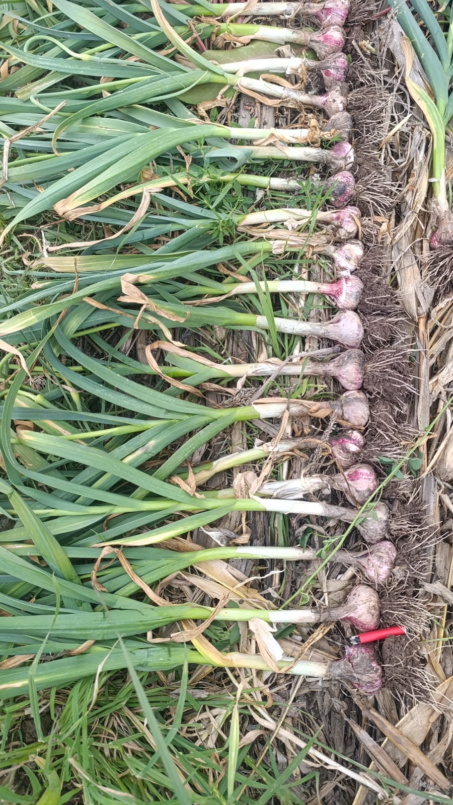 Imagen - Imagen - <p>El socio productor que traduce el modelo de Aapresid a la horticultura</p>