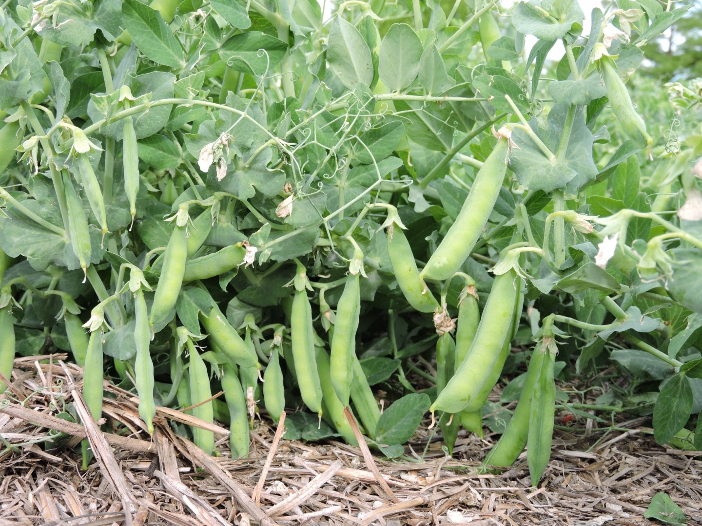 Imagen - Imagen - <p>Legumbres que transforman sistemas</p>