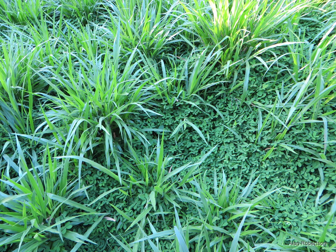 Imagen - Imagen - <p>Brachiaria: el puente verde hacia suelos más productivos</p>