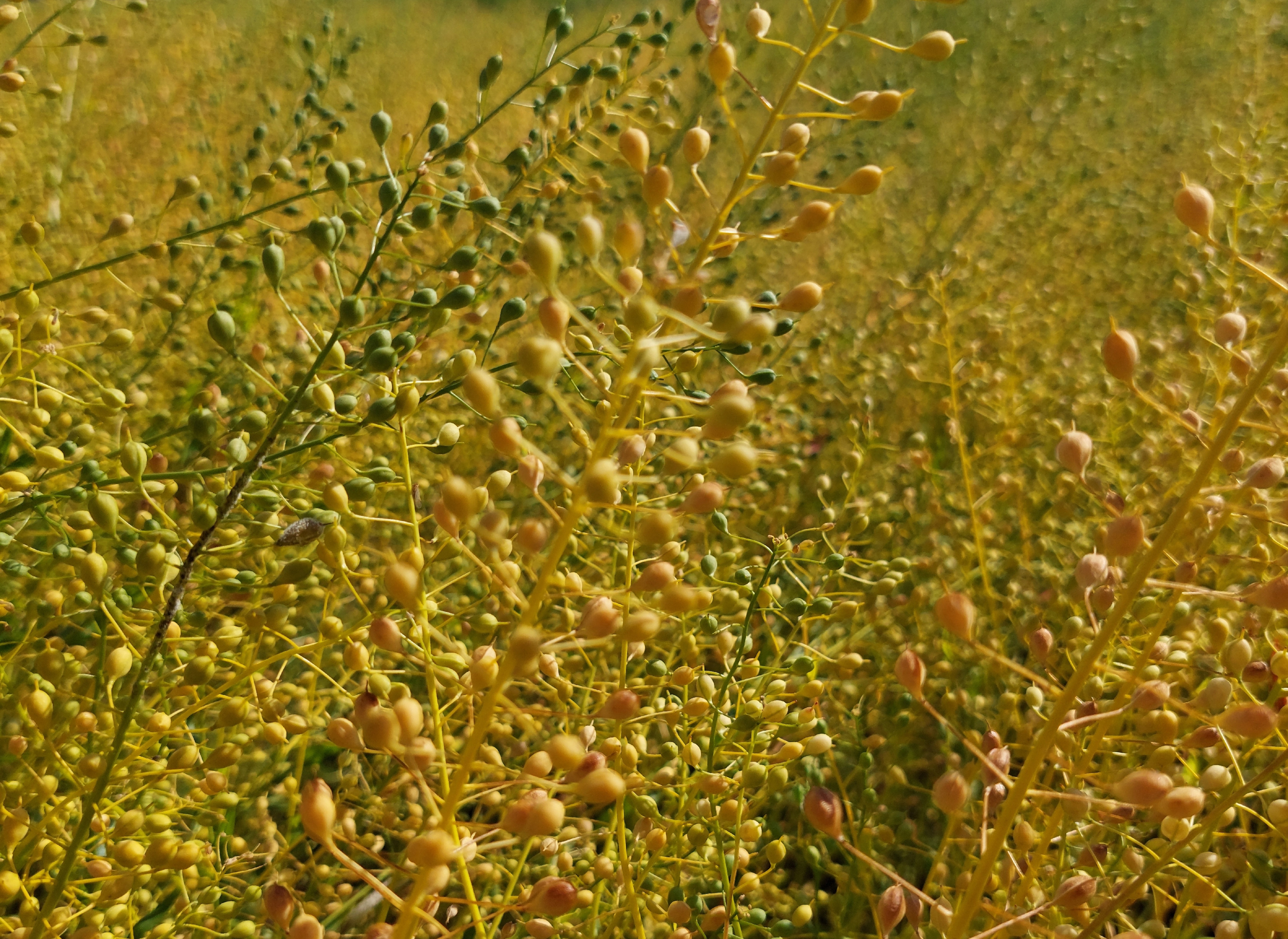 Imagen - Imagen - <p>Camelina: la oleaginosa de invierno con potencial para las rotaciones</p>