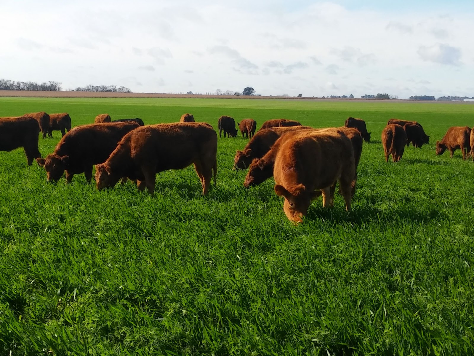 Imagen - Imagen - <p>Mejor rinde por hectárea: pastorear cultivos de servicios</p>