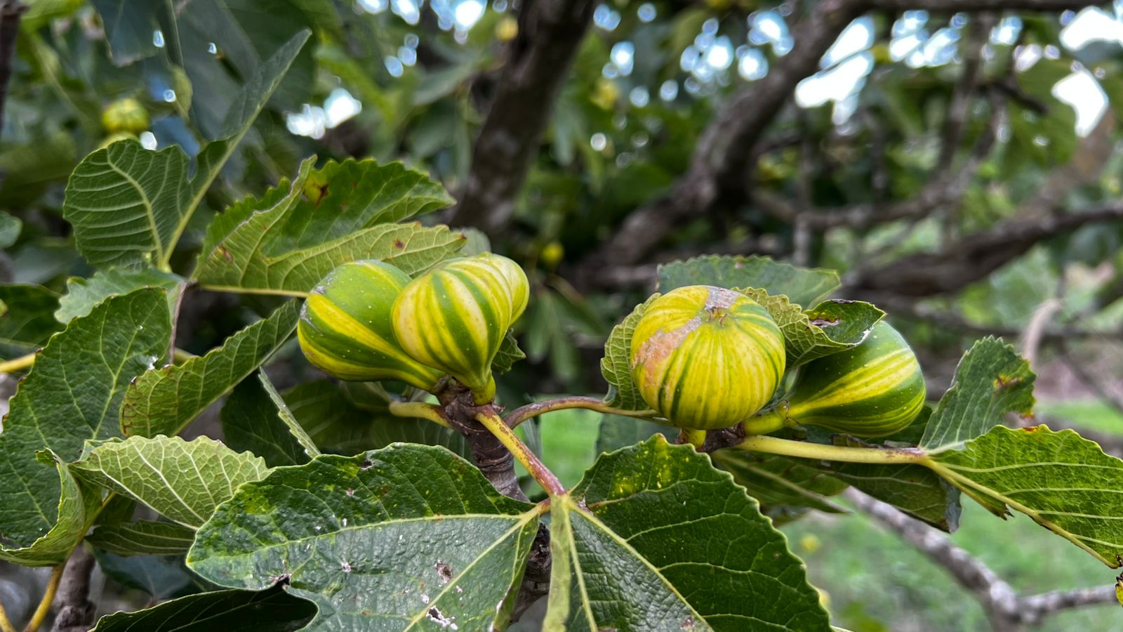 Imagen - Imagen - <p>Casi venden un campo para plantar olivos, pero el higo los salvó </p>