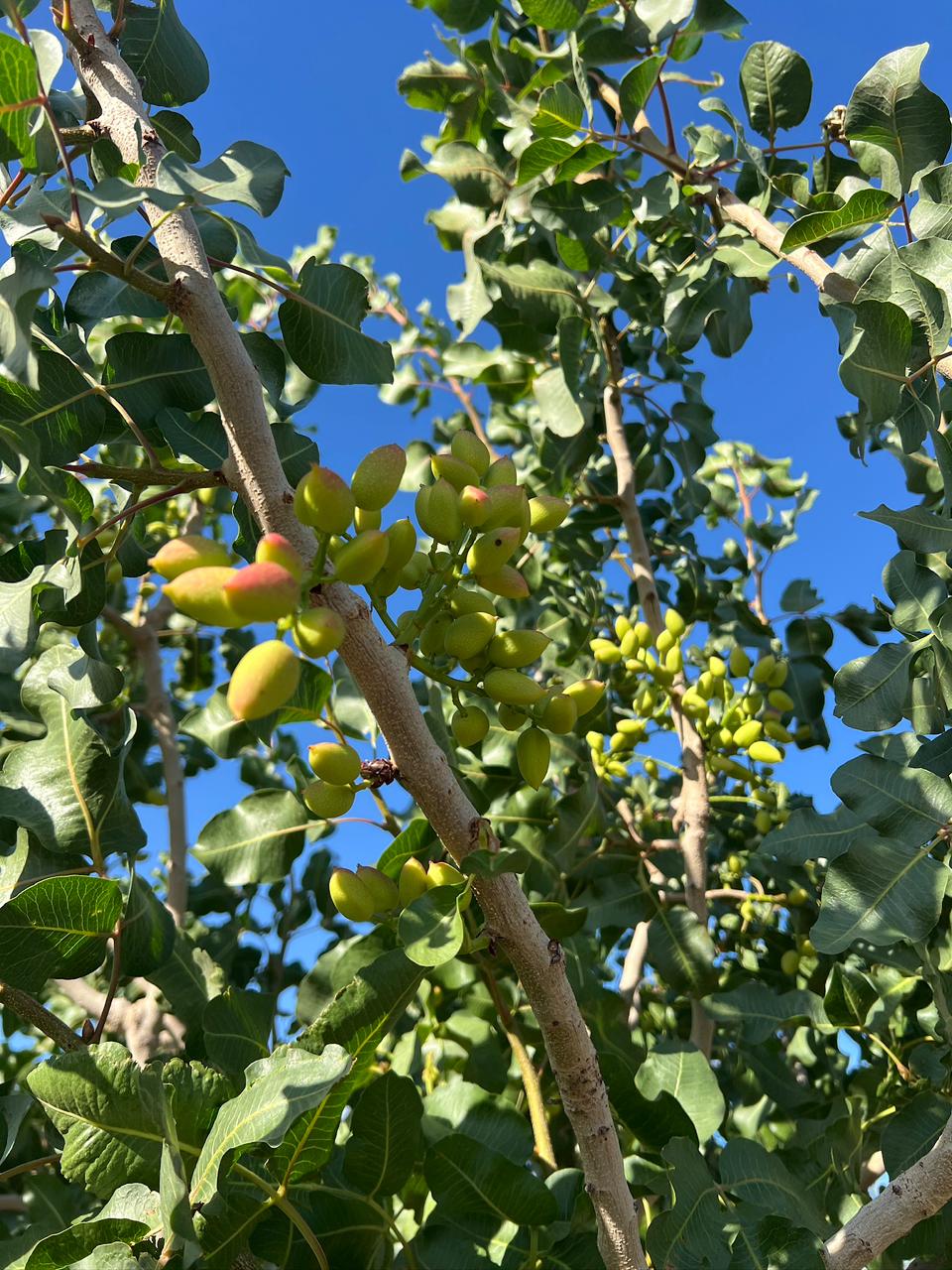 Imagen - Imagen - <p>El chocolate Dubai puso argentino en el mapa</p>