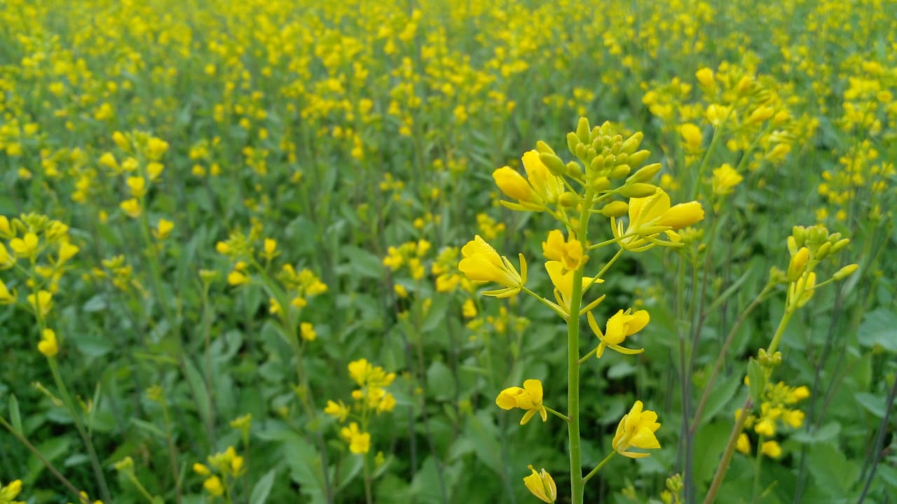 Imagen - Imagen - <p>Mostaza India: un cultivo de servicio que suma beneficios y diversidad</p>