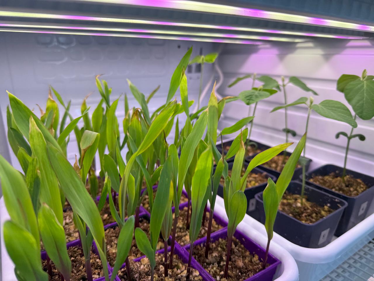 Imagen - Imagen - <p>La start-up que protege a las plantas del sol para que rindan más</p>