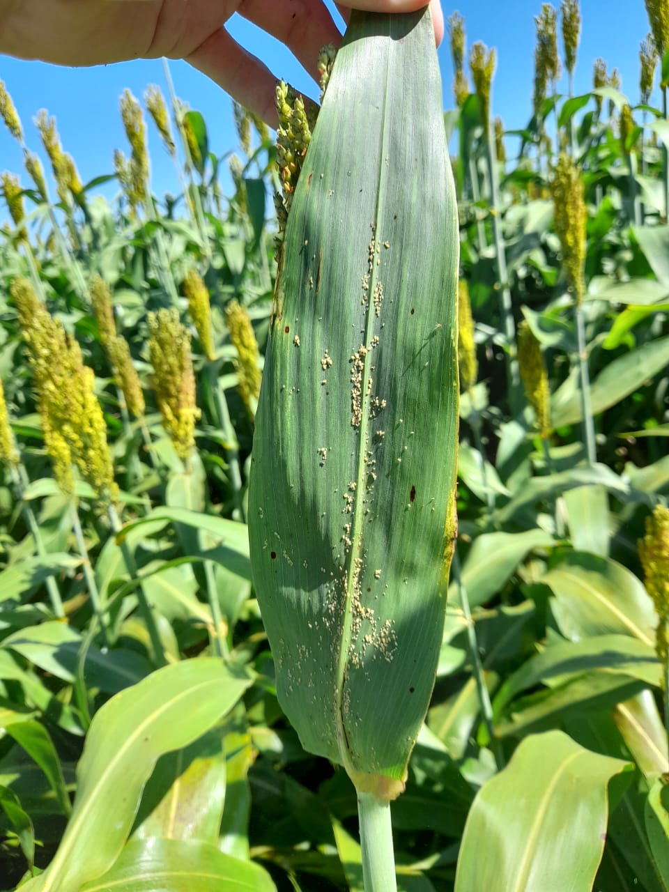 Imagen - Imagen - <p>La plaga que no da tregua y desafía el cultivo de sorgo</p>
