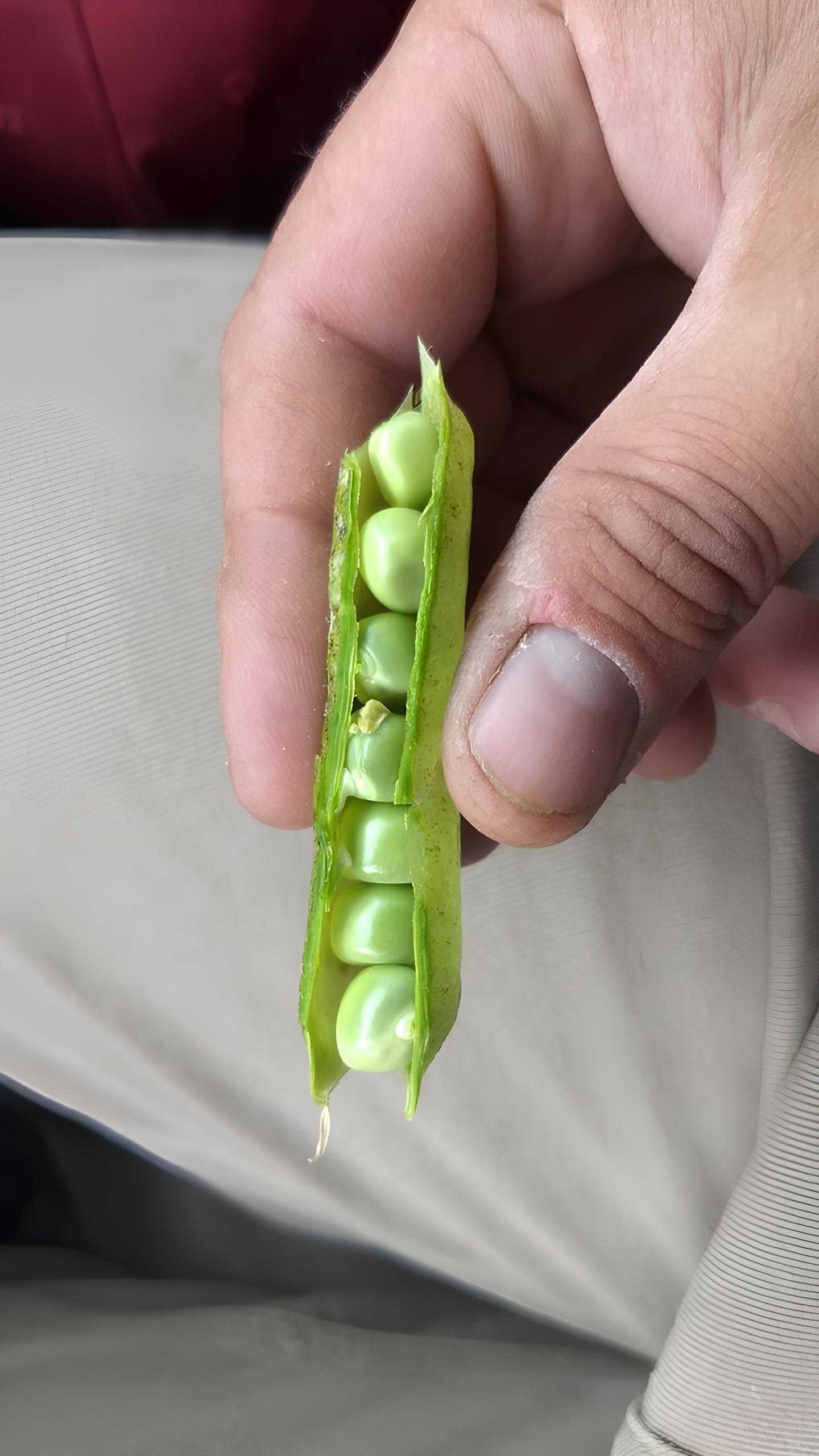Imagen - Imagen - <p>El poder transformador del cultivo de arveja</p>