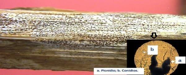 Imagen 5: Picnidios de Phomopsis helianthi (Fuente: Ivancovich, 2016)