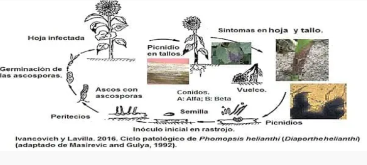 Figura 1: Ciclo patológico de Diaporthe/Phomopsis helianthi (Ivancovich, 2016)