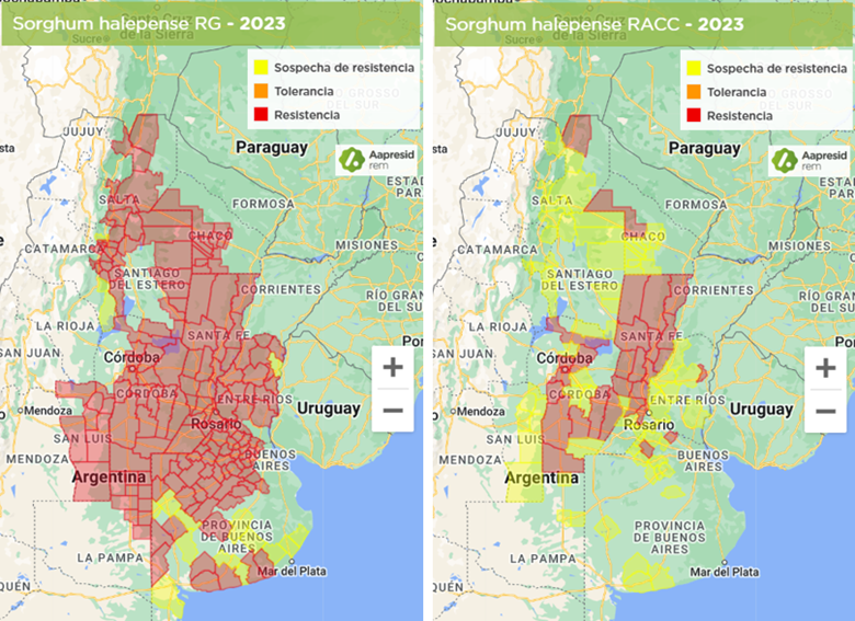 Figura 2. Presencia de sorgo de Alepo resistente a glifosato (izq.) y a graminicidas (ACCasa) en Argentina. Fuente: REM.