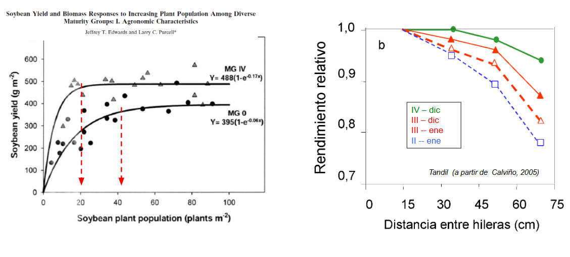 Figura 3. Estructura del cultivo: Densidad de siembra (izq.) y distancia entre hileras (der.). Fuente: D. Miralles, Seminario ACSOJA 2025.