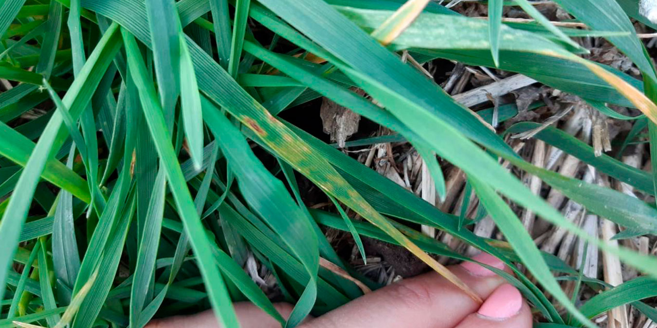 Mancha amarilla en Trigo. Créditos: Cristina Palacio.
