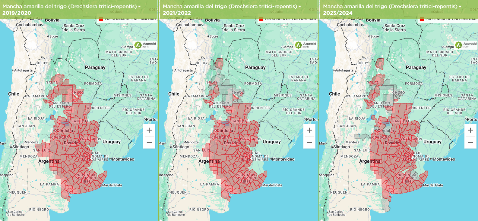 Figura 1. Presencia de Mancha amarilla del trigo en las campañas 19/20, 21/22 y 23/24. Fuente: Mapas REM.