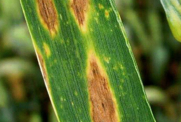 Figura 3. Síntomas de mancha amarilla en trigo. Créditos: Ignacio Erreguerena.