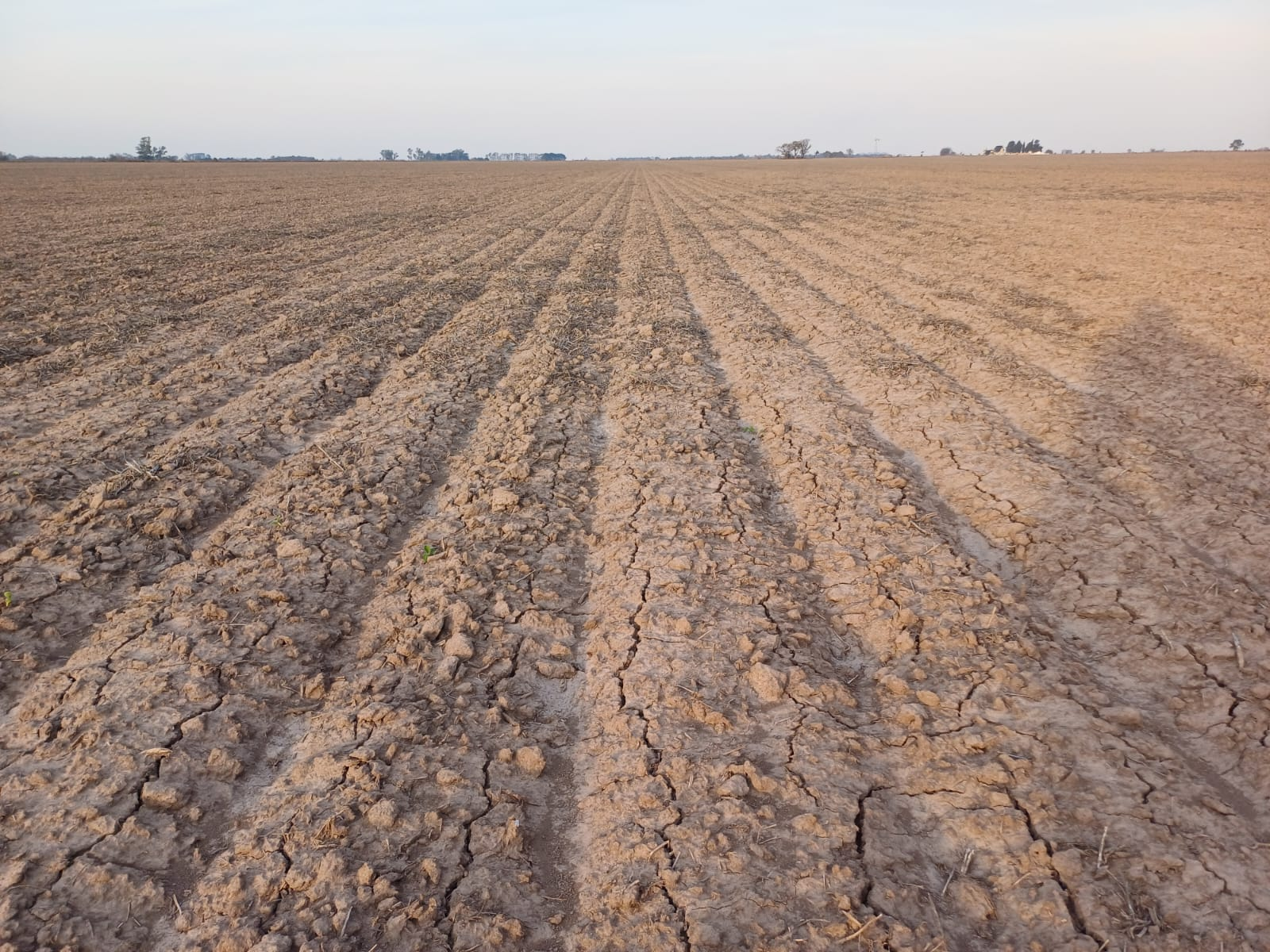 Erosión en un campo santafesino, secuelas visibles de la pérdida de cobertura.
