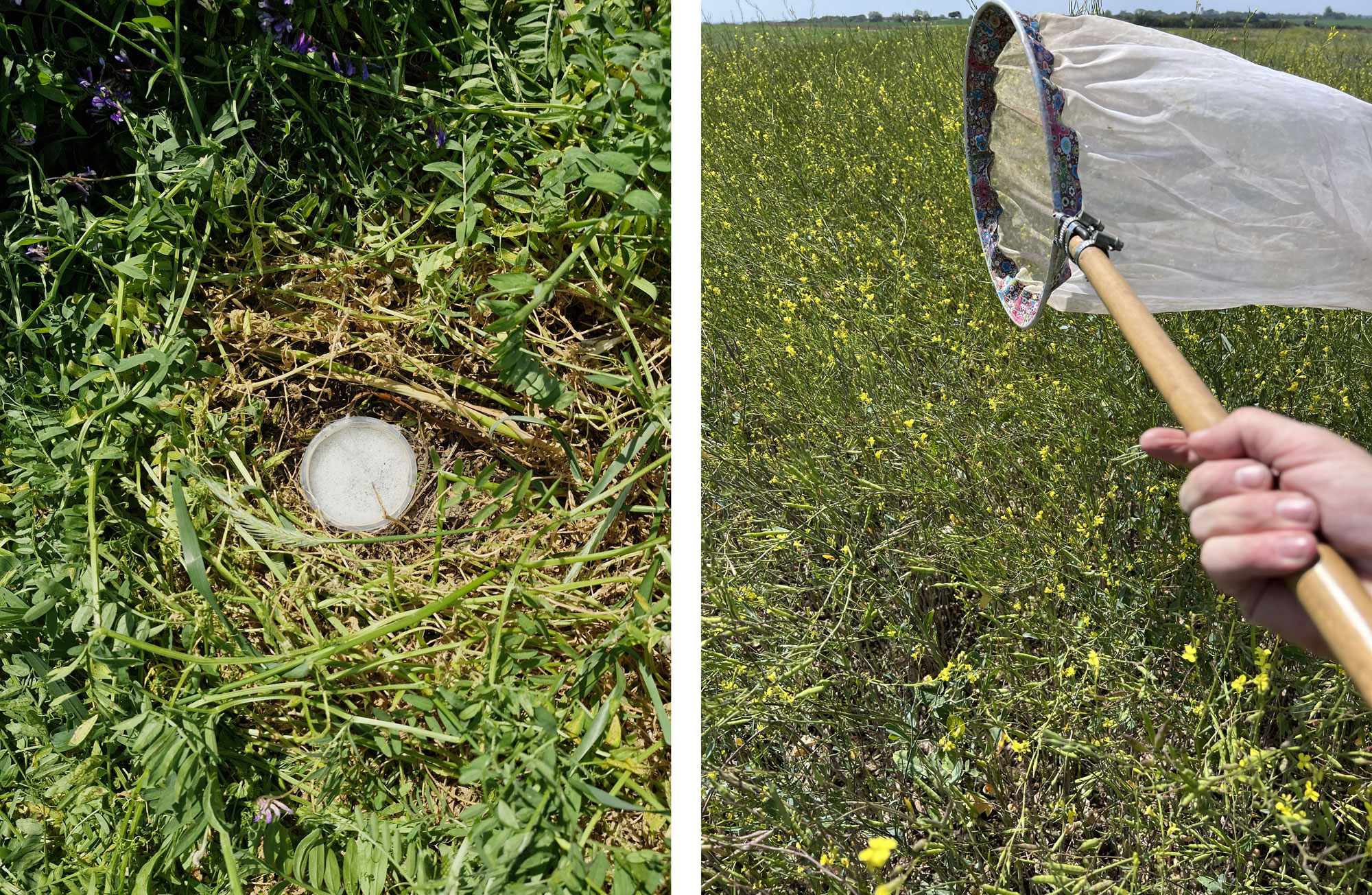 Figura 1. Trampas pitfall (de caída) (izq.) y redes entomológicas de arrastre (der.) usadas para evaluar la fauna entomológica asociada a cultivos de servicios en Santa Fe y Entre Ríos.