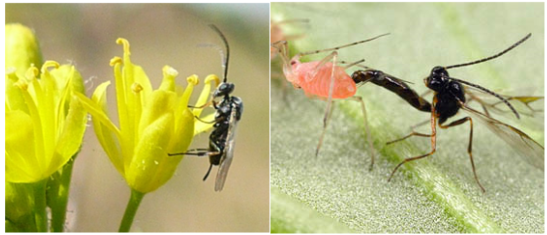 Figura 3. Avispas parasitoides de pulgones registradas en cultivos de servicios.