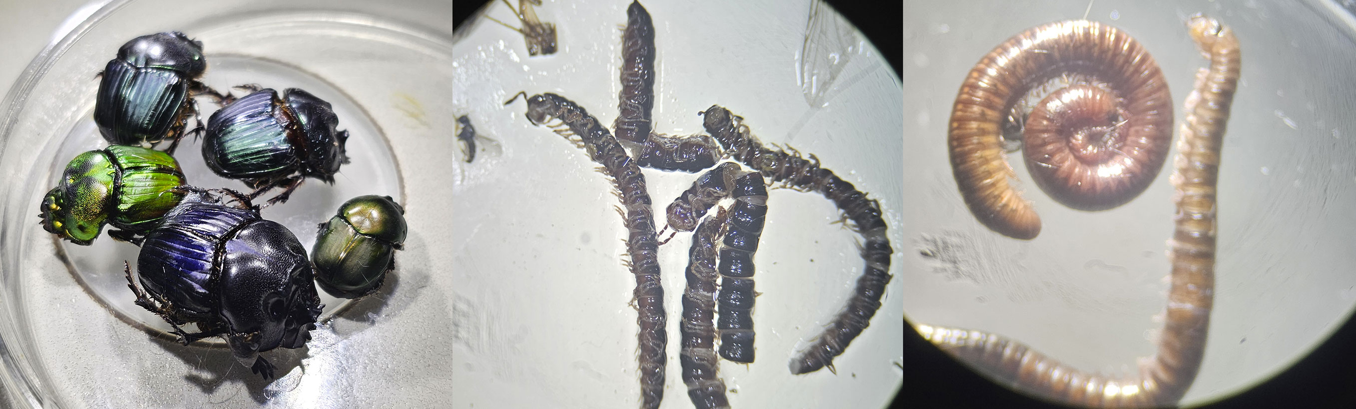 Figura 5. Algunos detritívoros capturados en cultivos de servicios. De izquierda a derecha, Sulcophanaeus sp., Quilópodos y Diplópodos.