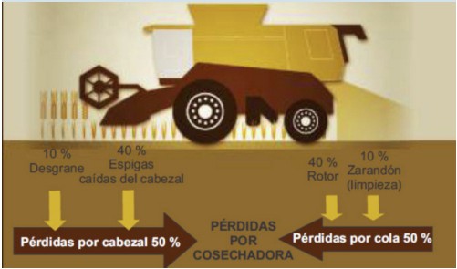 Figura 1: Pérdidas por cosechadora en cultivos de trigo y cebada. Fuente: U. Loizaga, 2021.