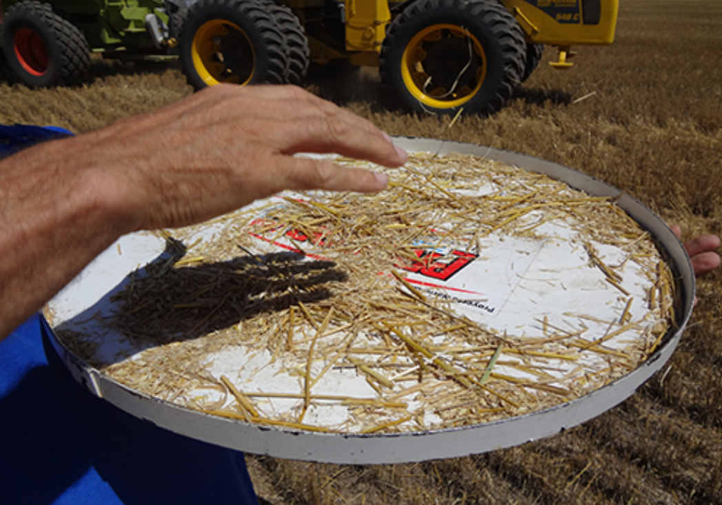 La Técnica del aro sigue siendo una muy buena herramienta para estimar las mermas de precosecha y las provocadas por la máquina. Foto: créditos, INTA (2017).