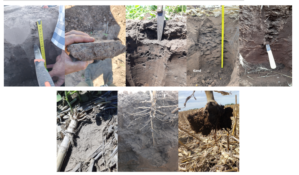 Figura 4. EV de compactación. Arriba: Calicata sin poros visibles, indicando compactación. En contraste (abajo), suelo con mejor agregación, poros visibles y canales de meso macro fauna, que facilitan crecimiento radicular y actividad biológica.
