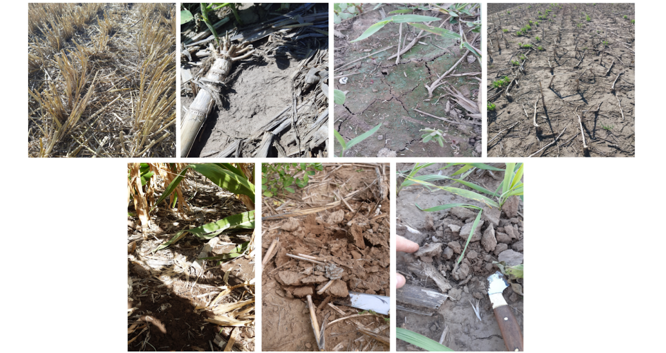  Figura 5. Cobertura vs costras. Evidencia de costras superficiales, que dificultan la infiltración y la emergencia de plántulas; vs alta cobertura.