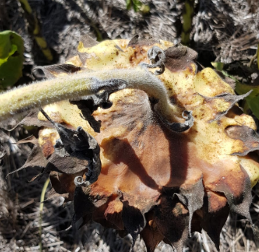 Imagen 4: Síntoma de Cancro del tallo en capítulo (Crédito de foto: Agroestudio Viento Sur SRL. Fuente: Aapresid, 2023)