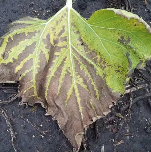 Imagen 1: Síntoma de necrosis internerval (Crédito de foto: Agroestudio Viento Sur SRL. Fuente: Aapresid, 2023)   