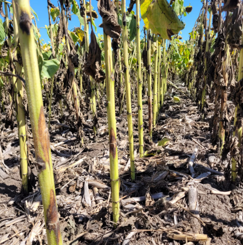 Imagen 2: Cancros de tamaño variable en el punto de inserción del pecíolo de la hoja. (Crédito de foto: Agroestudio Viento Sur SRL. Fuente: Aapresid, 2023)