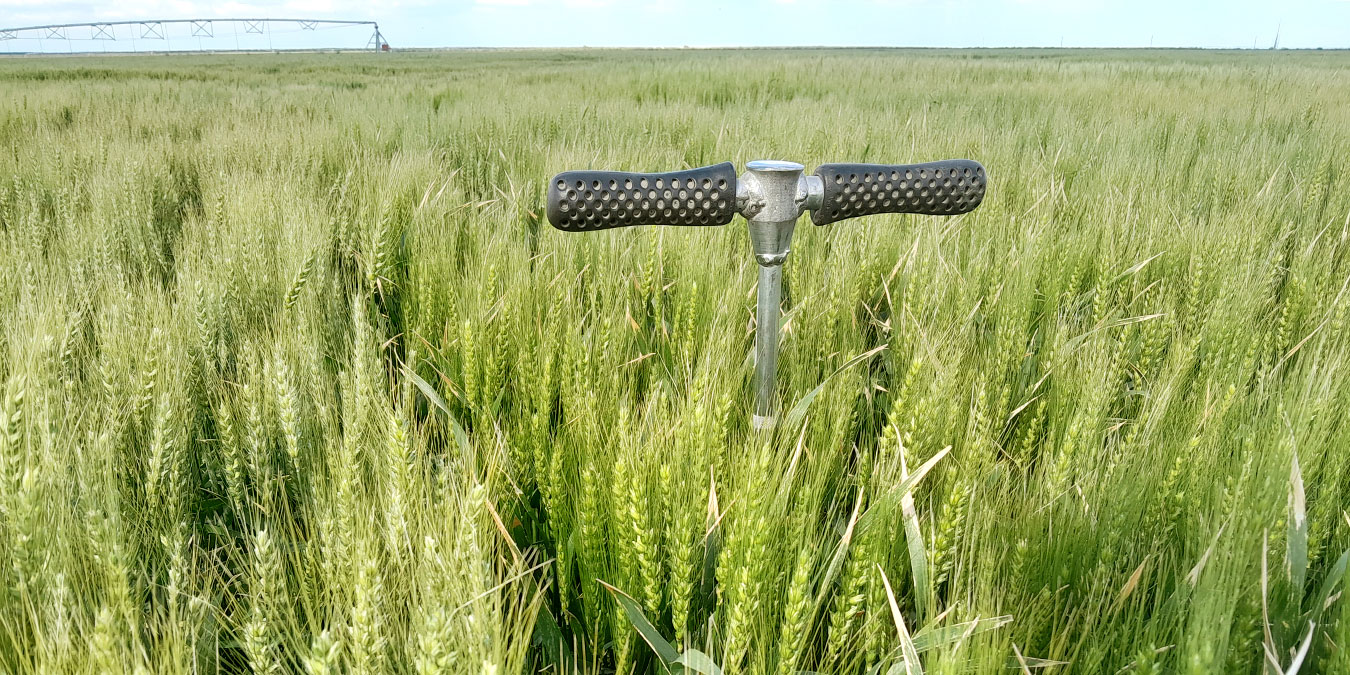 Trigo bajo riego en la Patagonia: explorando el potencial productivo en condiciones controladas de humedad.