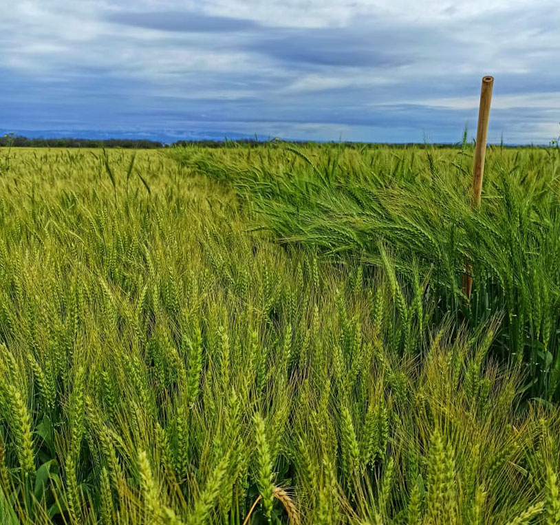  Trigos “hechos a medida”. Ensayos en la Chacra Latitud 28.