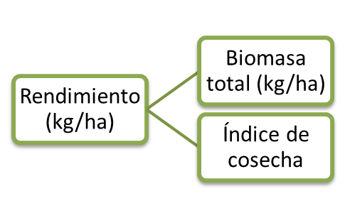 Figura 1. Descomposición del rendimiento de trigo y cebada conforme a sus principales componentes fisiológicos: biomasa total e índice de cosecha.