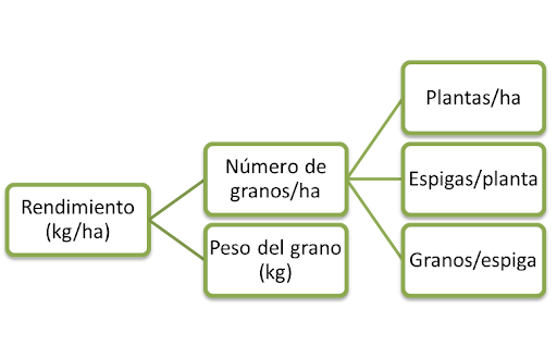 Figura 3. Descomposición del rendimiento de trigo y cebada respecto a sus principales componentes numéricos.