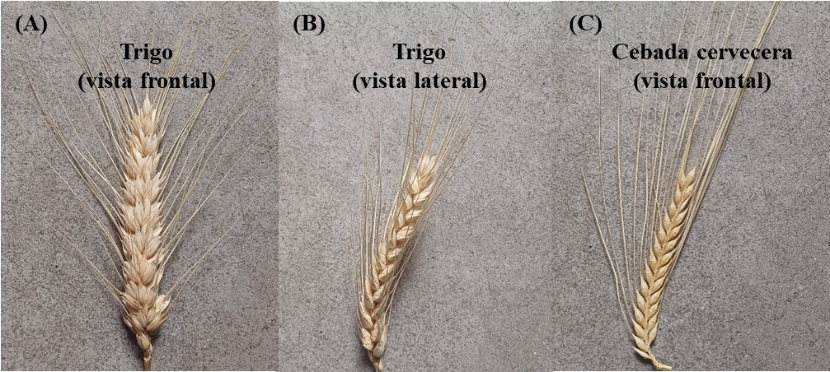 Foto 1. Espiga de trigo (vista frontal, A, y lateral, B) y cebada cervecera de 2 hileras (vista frontal, C).