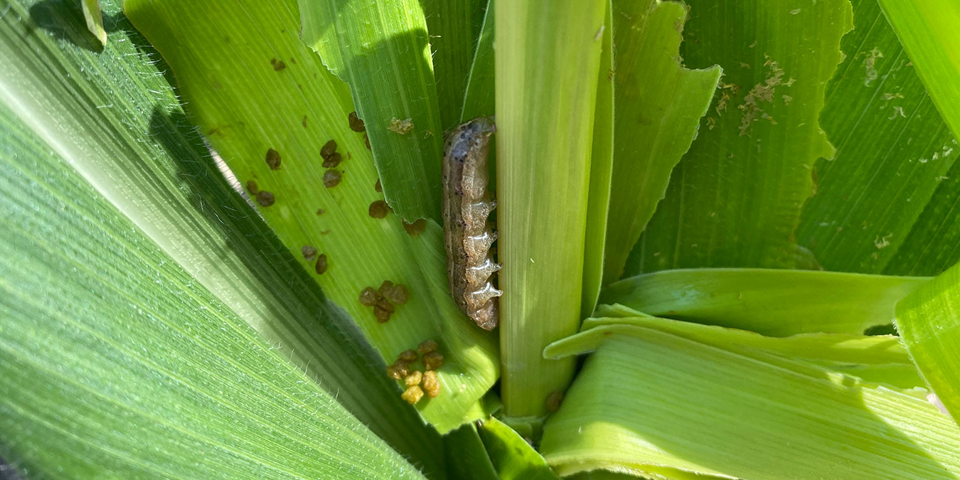 Los daños inesperados de gusanos cogolleros en maíces vip3A preocupan a los productores.