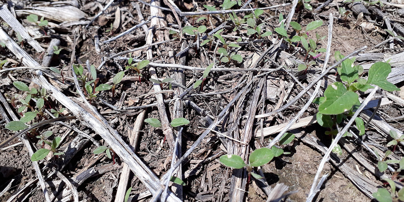 El desafío de los preemergentes en años secos.