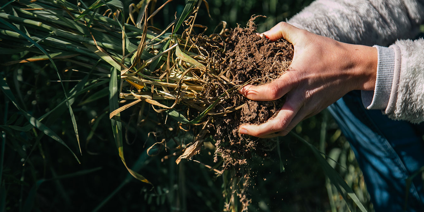 Una mayor participación de gramíneas puede incrementar el stock de carbono del suelo en un 61%.