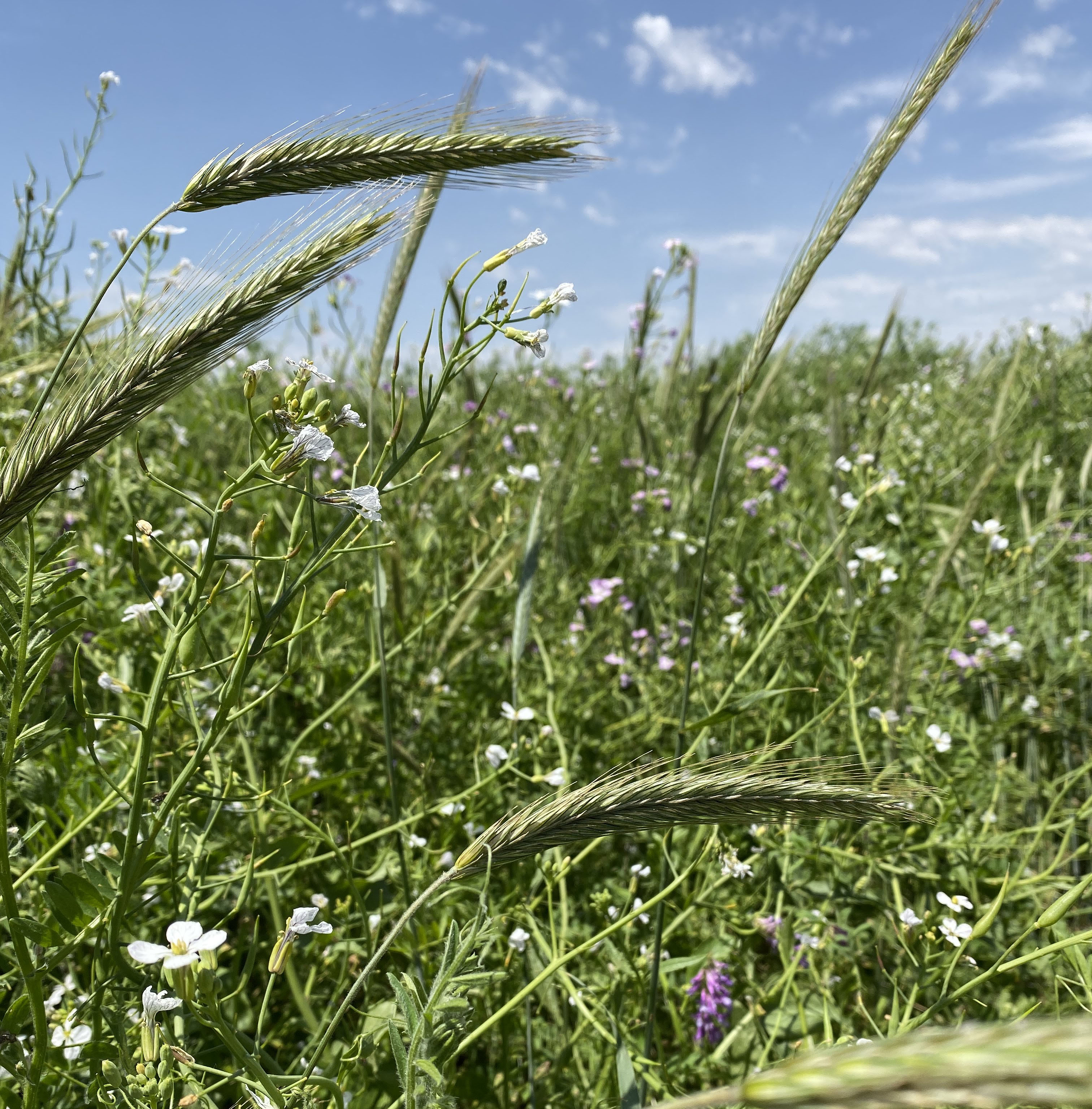 En ciertas regiones y con manejo adecuado, los CS pueden aportar el equivalente al carbono contenido en 3.000 kg de materia orgánica del suelo.