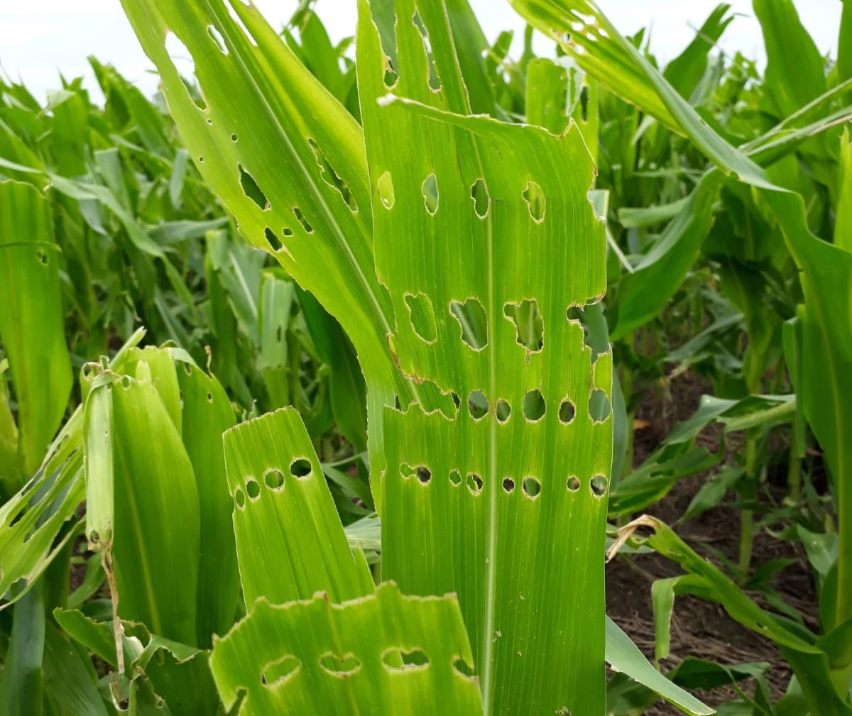 Hojas perforadas de manera simétrica, un síntoma característico del daño por Chinches. Fuente: REM