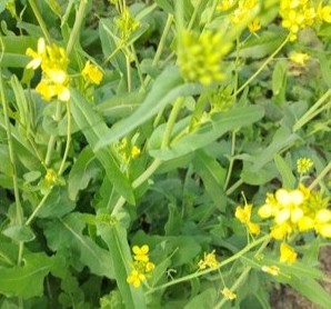 Brassica rapa (Nabo o Nabolza) presenta hojas abrazadoras sin pecíolos, flores amarillas y frutos llamados silicuas. Foto: Marcos Yanniccari