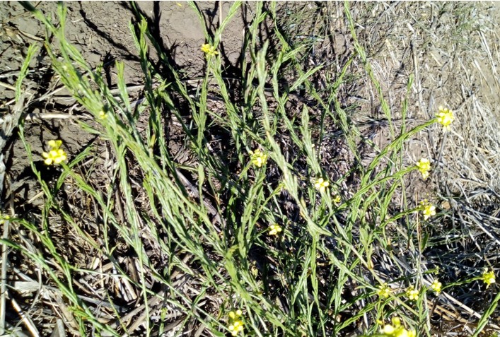 Hirschfeldia incana (Nabillo) muestra hojas con alta densidad de pelos cortos detectables al tacto. Las flores son amarillas, al momento de la fructificación las silicuas se disponen paralelas y “pegadas” al tallo. Foto, gentileza de Marcos Yanniccari