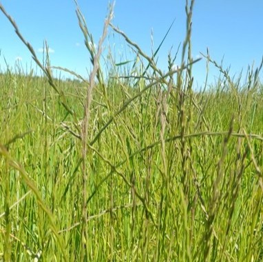 La característica de permanencia de Lolium perenne (Raigrás perenne) en los lotes durante todo el año, hacen que su control sea realmente más complicado respecto a Lolium multiflorum (Raigrás anual).