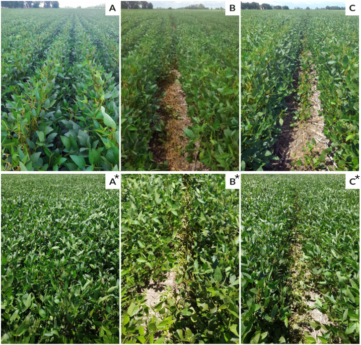 Figura 3: soja de primera sembrada a 52.5 cm y a 35 cm (*). A: cultivo no pisado, B: lote pisado en la cabecera y C: línea pisada a favor de la línea de siembra con pulverizadora terrestre. (Créditos: Cavaglia y colaboradores)